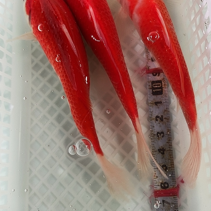 锦鲤冷水锦鲤包邮