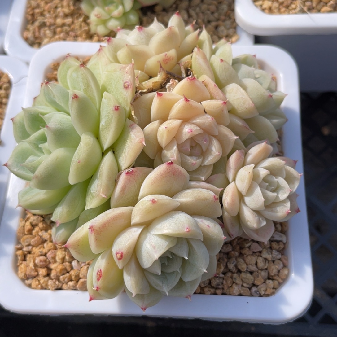 优选白茶女王多肉2668