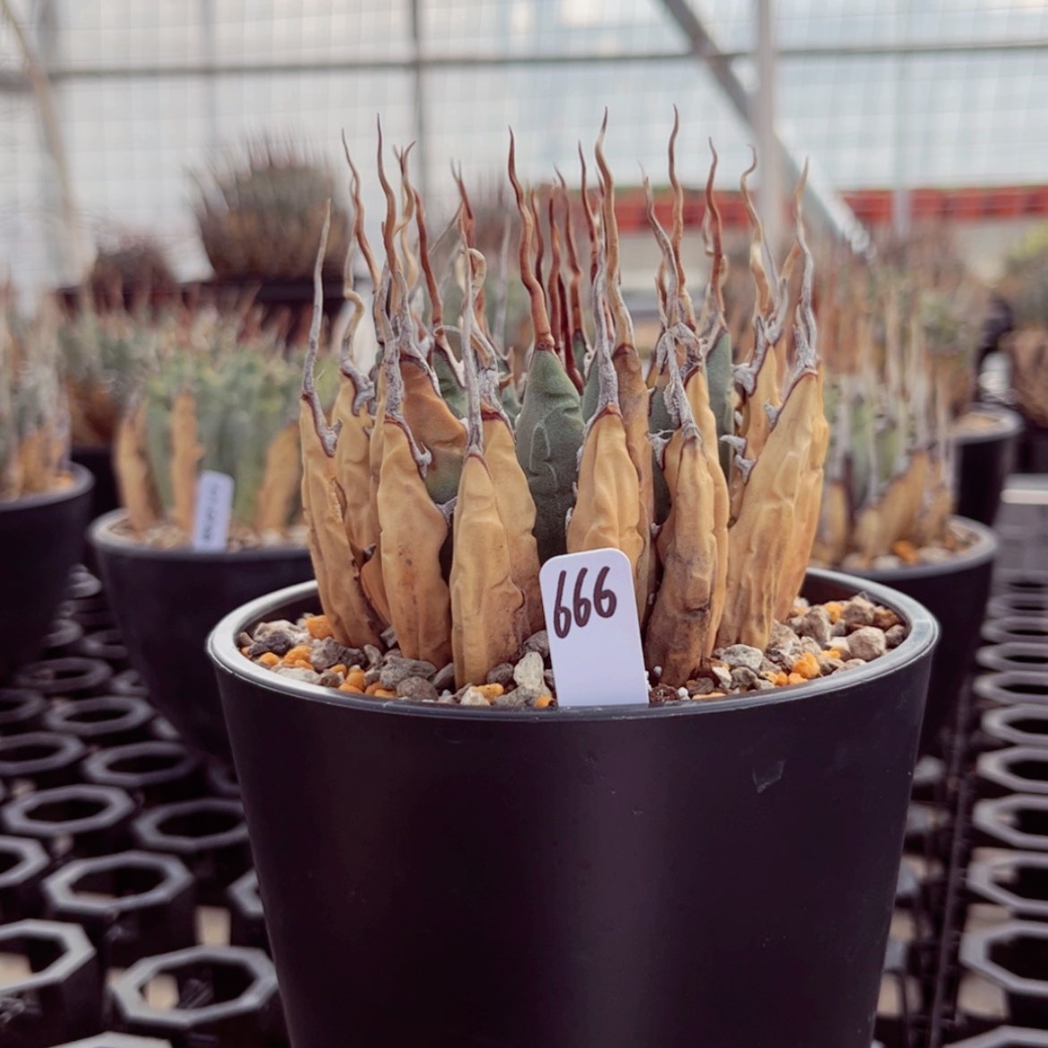 【闪购商品】熟桩活动价