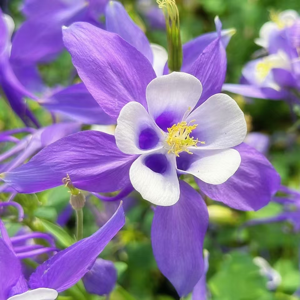 耧斗菜大花四季播种开花多年生阳台室外庭院好看好养