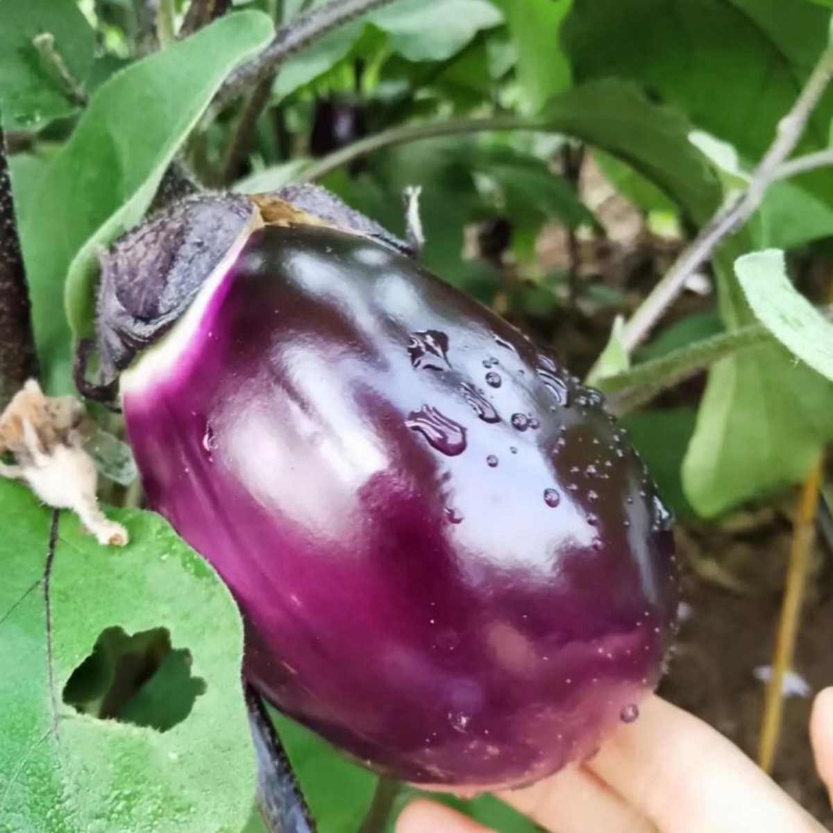 江西农家新鲜采摘茄子