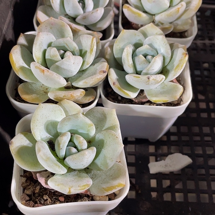 白奶茶带盆土发货