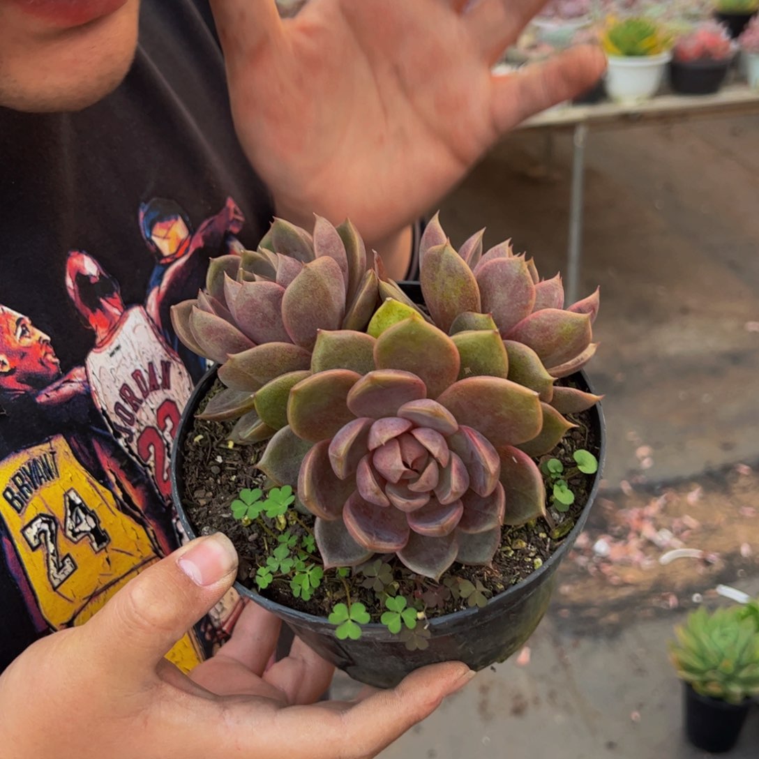 巧克力慕斯三头起发