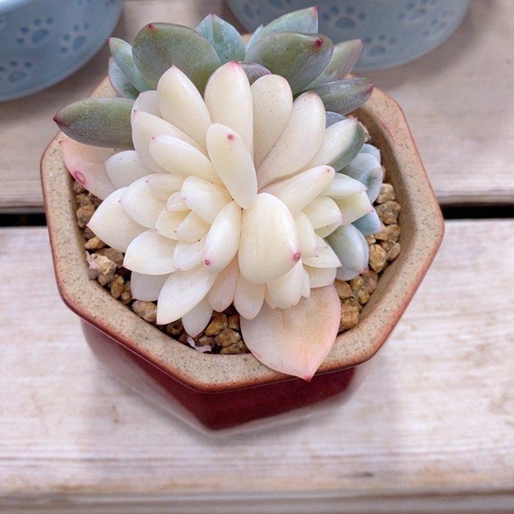 梦露锦 韩货精品