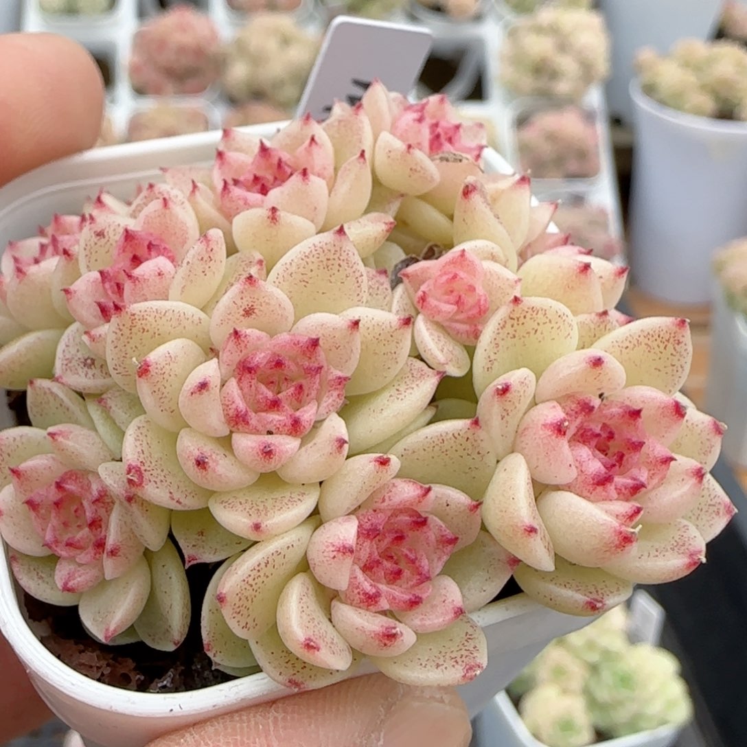 小*【闪购商品】0203-152（m1-412-2）