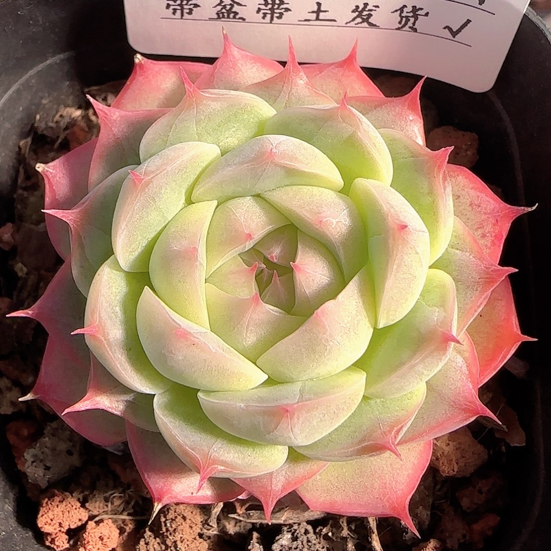 多肉1210-219福利