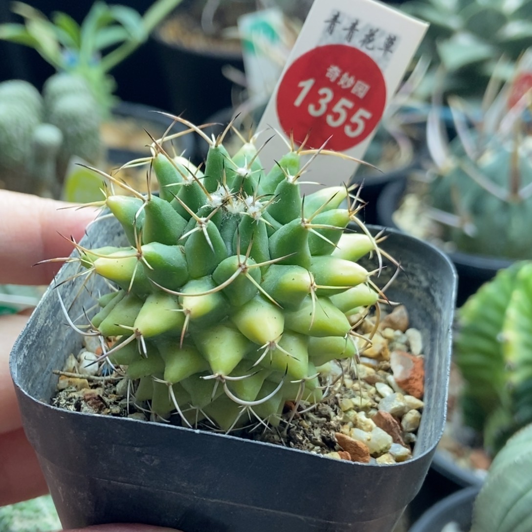 实生黄体瓦格纳乳突一颗仙人球