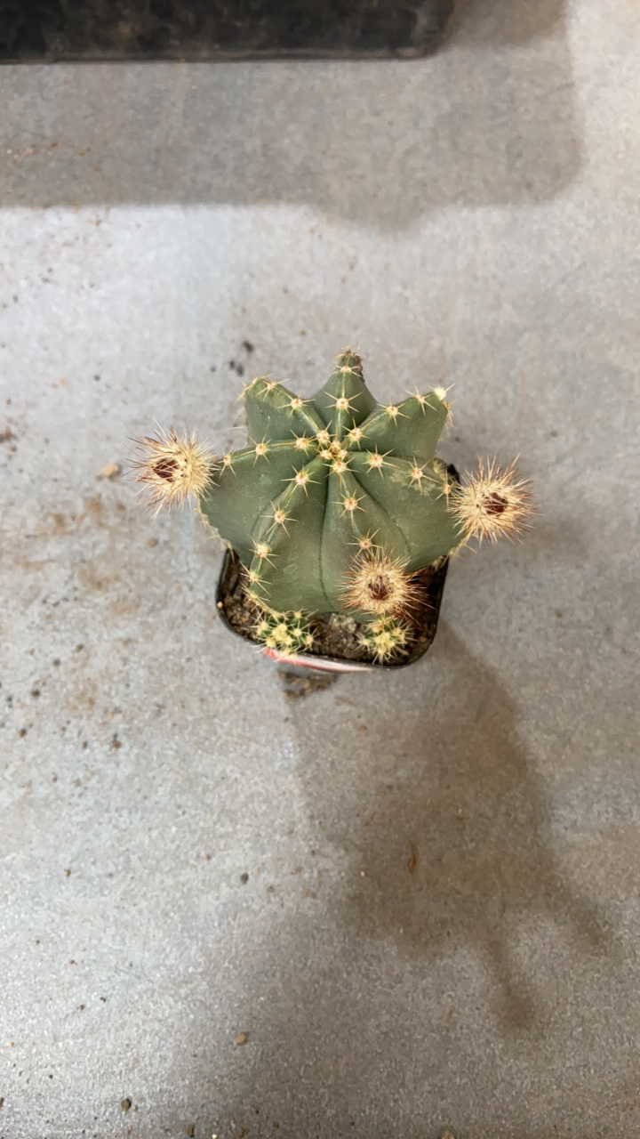 微刺虾仙人球满20包邮（介意干巴瑕疵掉侧芽勿拍)