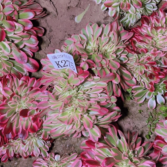 275粉女巫坠多肉植物