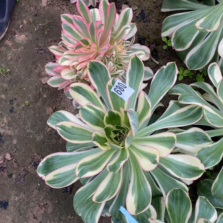 680燕紫2号多肉植物