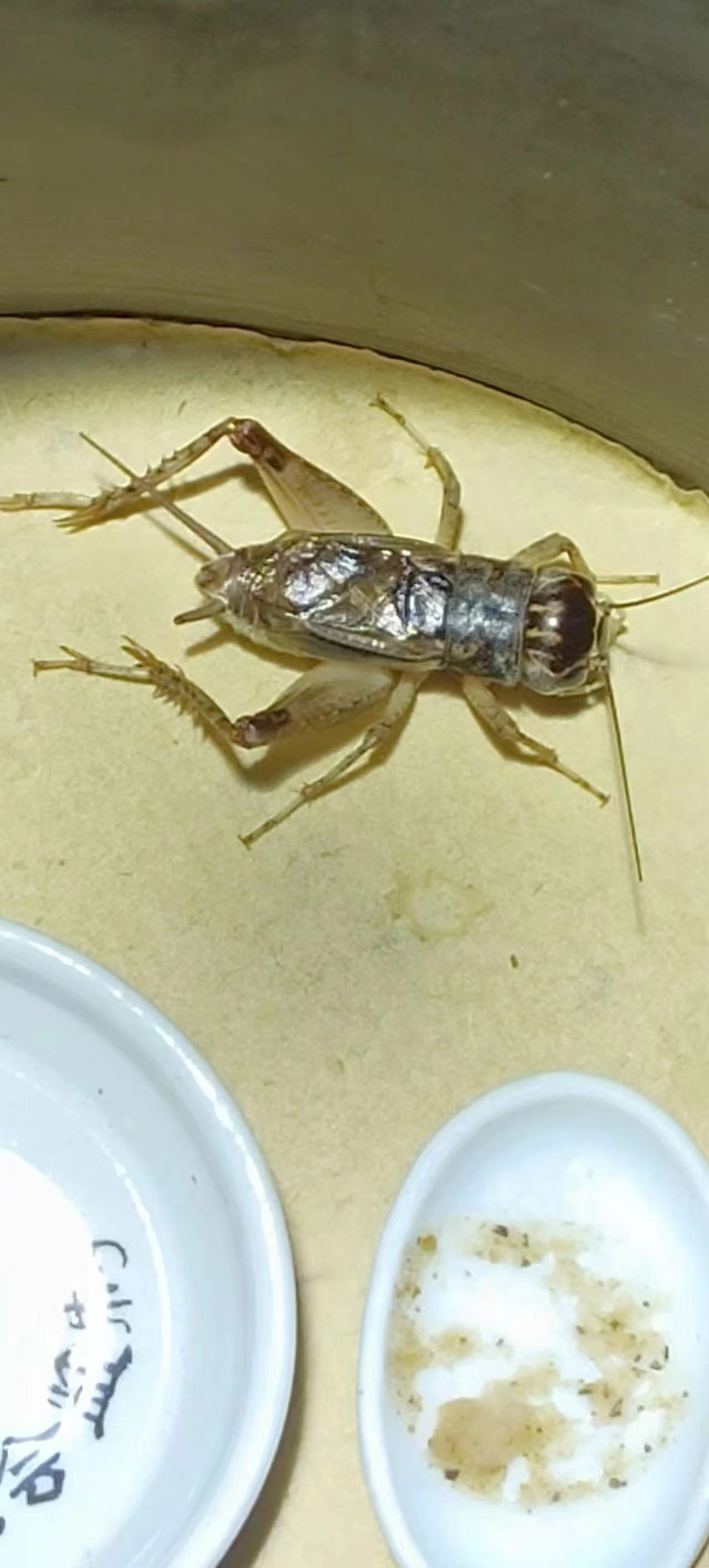 三秋雅趣食品蟋蟀