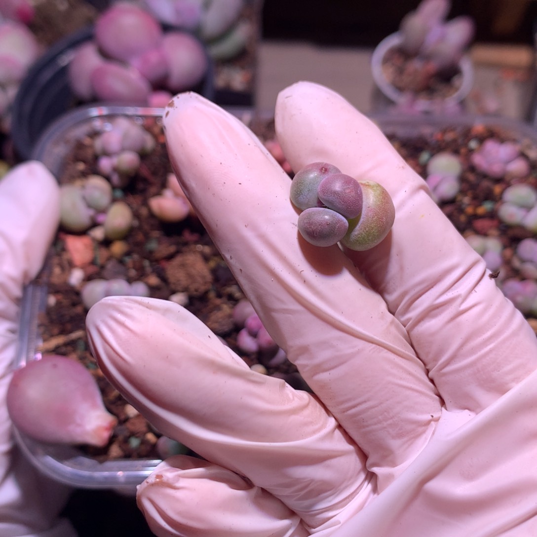 黄金鸡蛋大叶奶，大叶奶