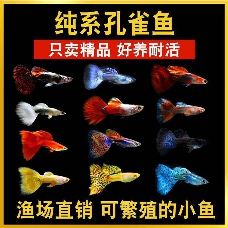 小型热带观赏鱼孔雀鱼简单耐活好养繁殖胎生鱼