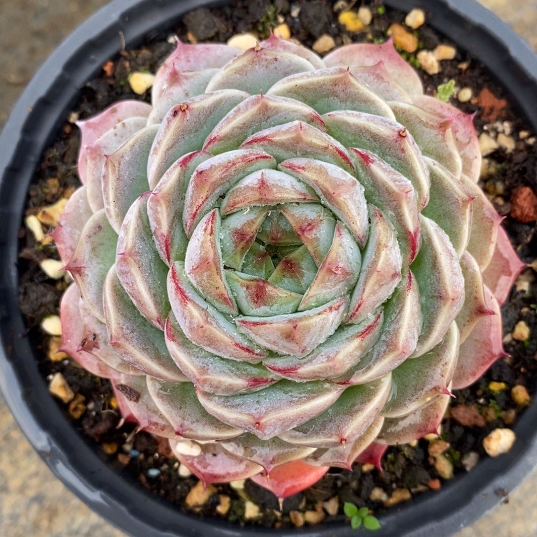 自助下单多肉下滑链接更多品种-卡杂