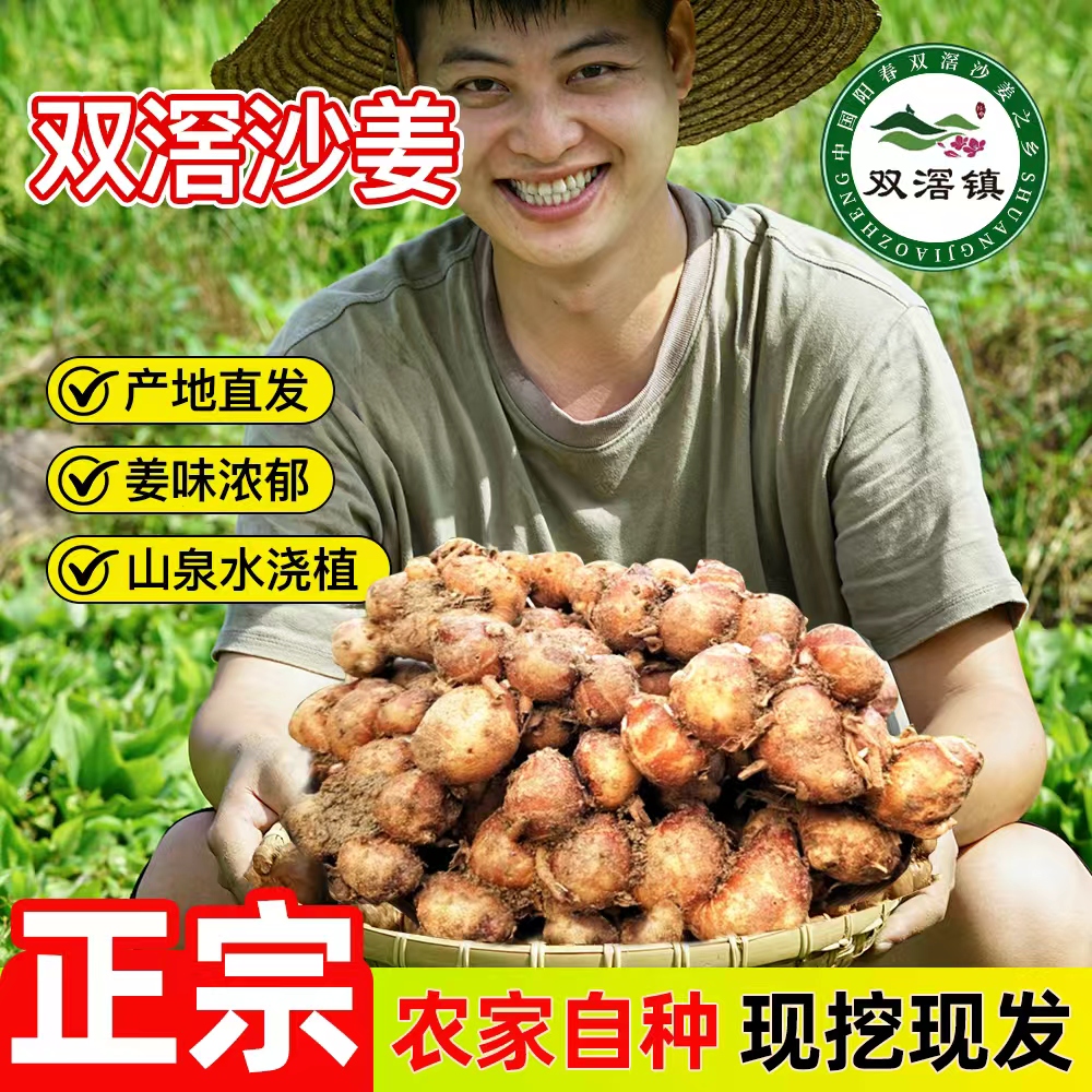 双滘老沙姜新鲜山奈白切鸡椰子鸡调料配料蘸料调味现挖广东沙姜