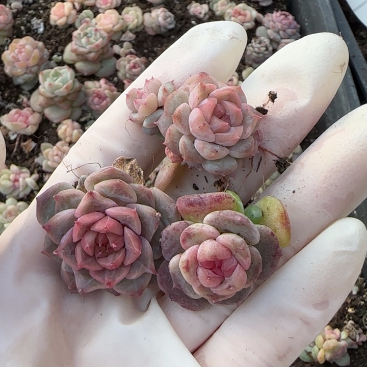 阿***。44 王者系列多肉一盒