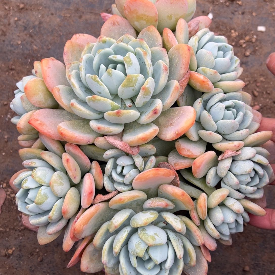 多肉植物，多肉植物