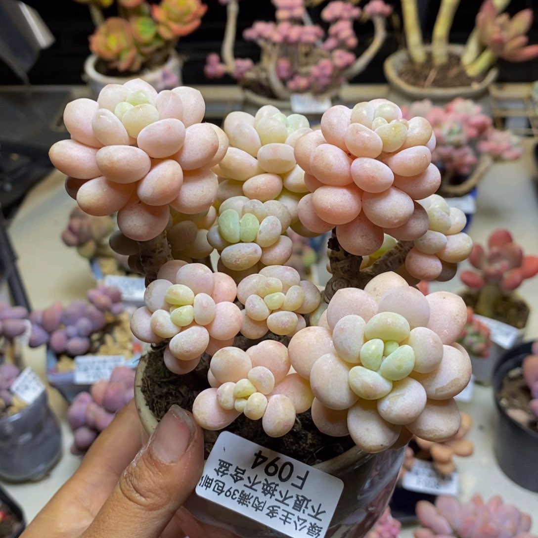 094洛可可多肉8c m