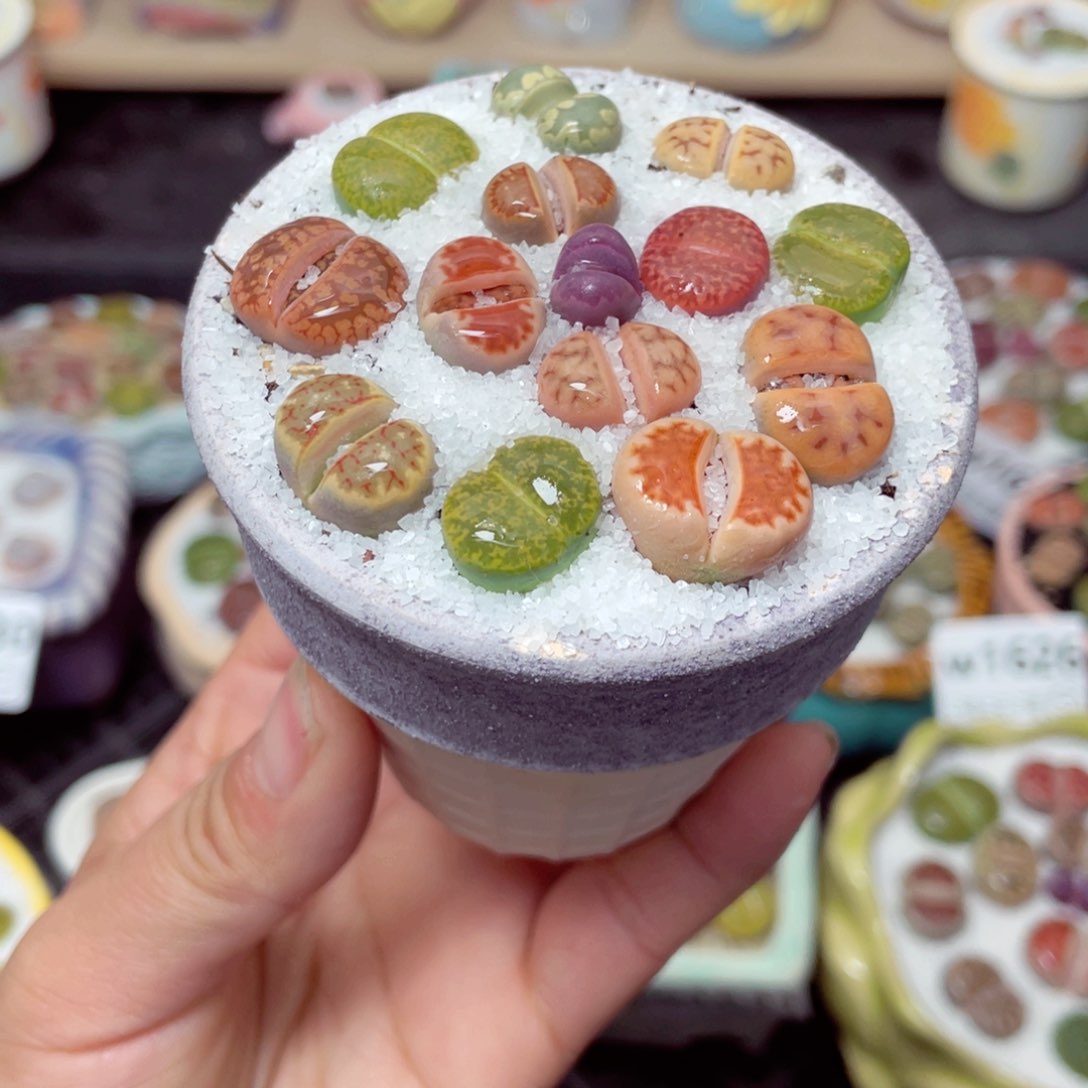 w1634 带盆土发货-零下地区拍保温箱