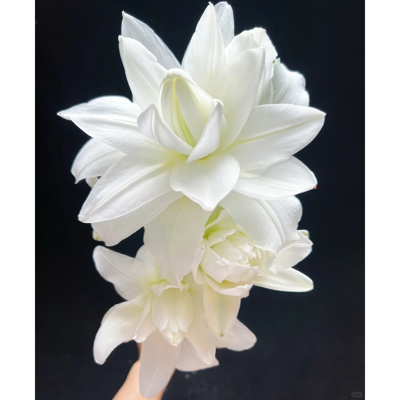 【白莲花】重瓣香水百合一单包邮云南鲜花昆明基地现采现发