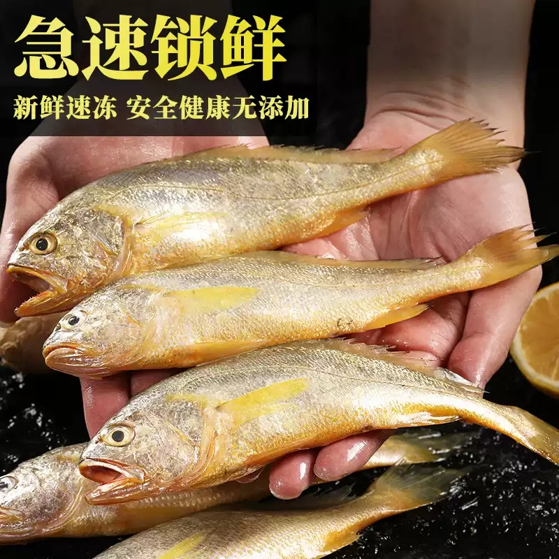 【特大号】正宗舟山小黄鱼 新鲜海捕肉质细嫩鱼鳃鲜红