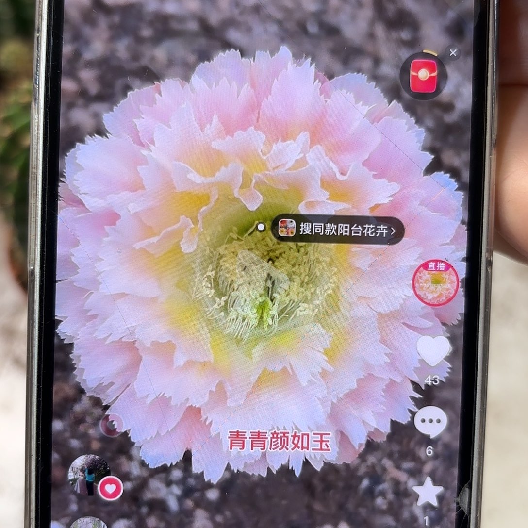 彩草青青颜如玉8-8.5公分左右