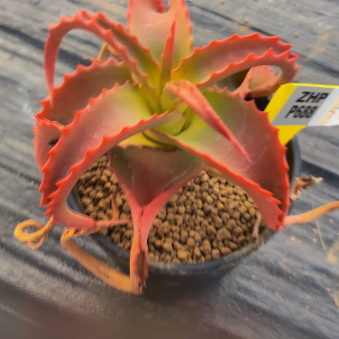 完全开放范巴伦八爪鱼芦荟g