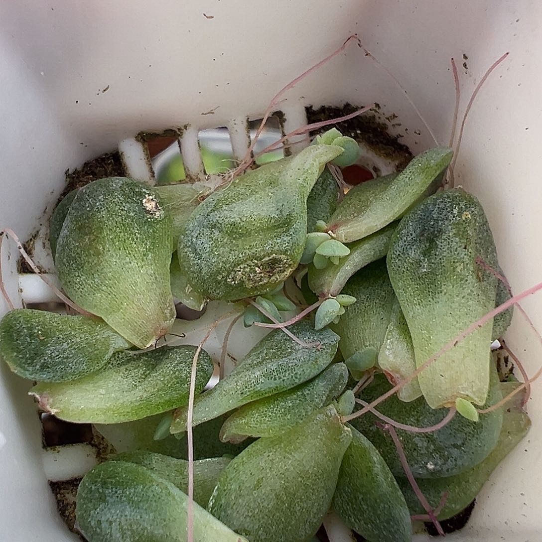 145甜心所有叶插 福利出。