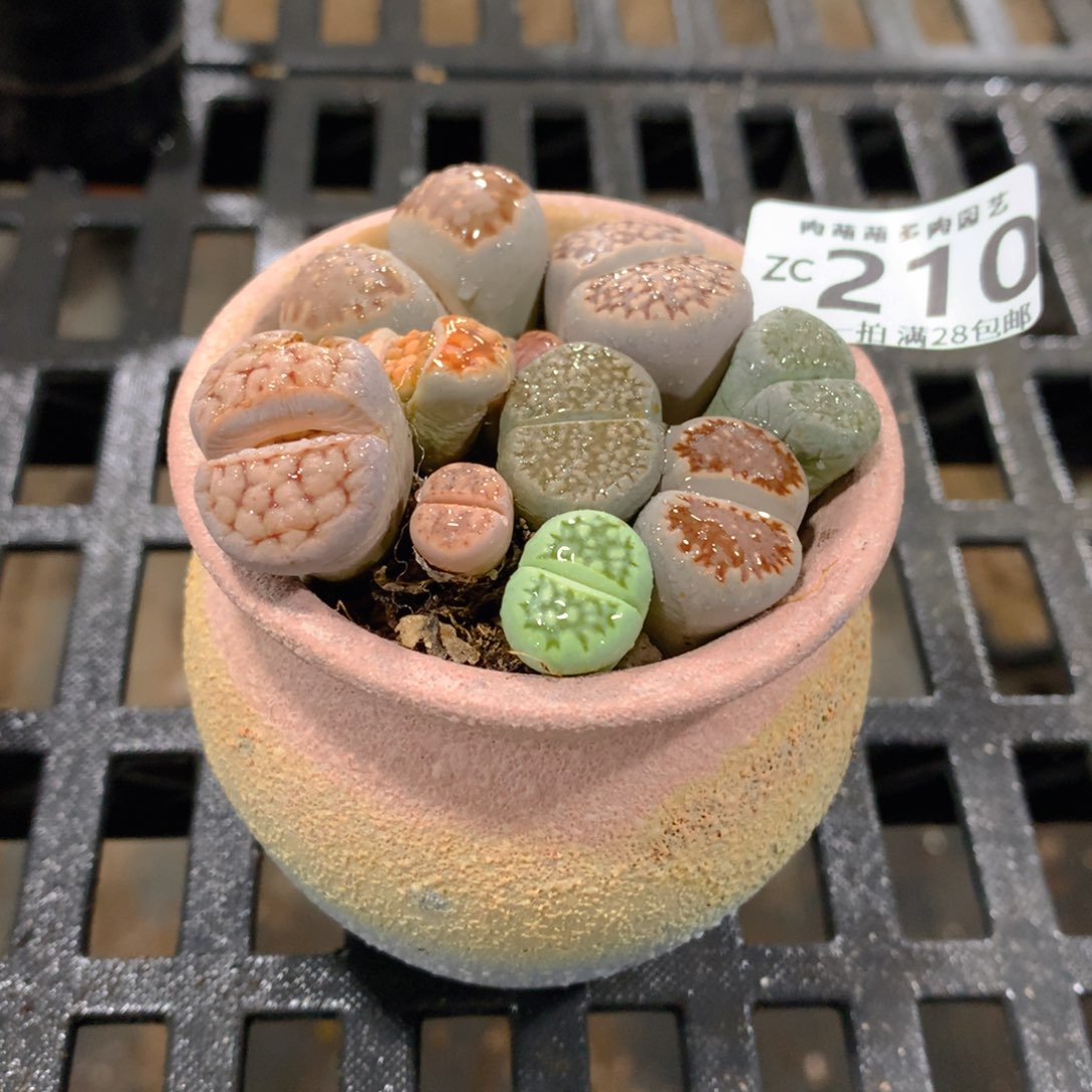 肉萌萌拇指盆精控多肉ZC210