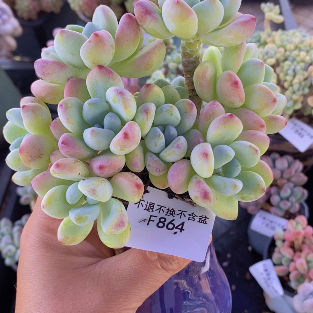 劳尔10cm864多肉植物
