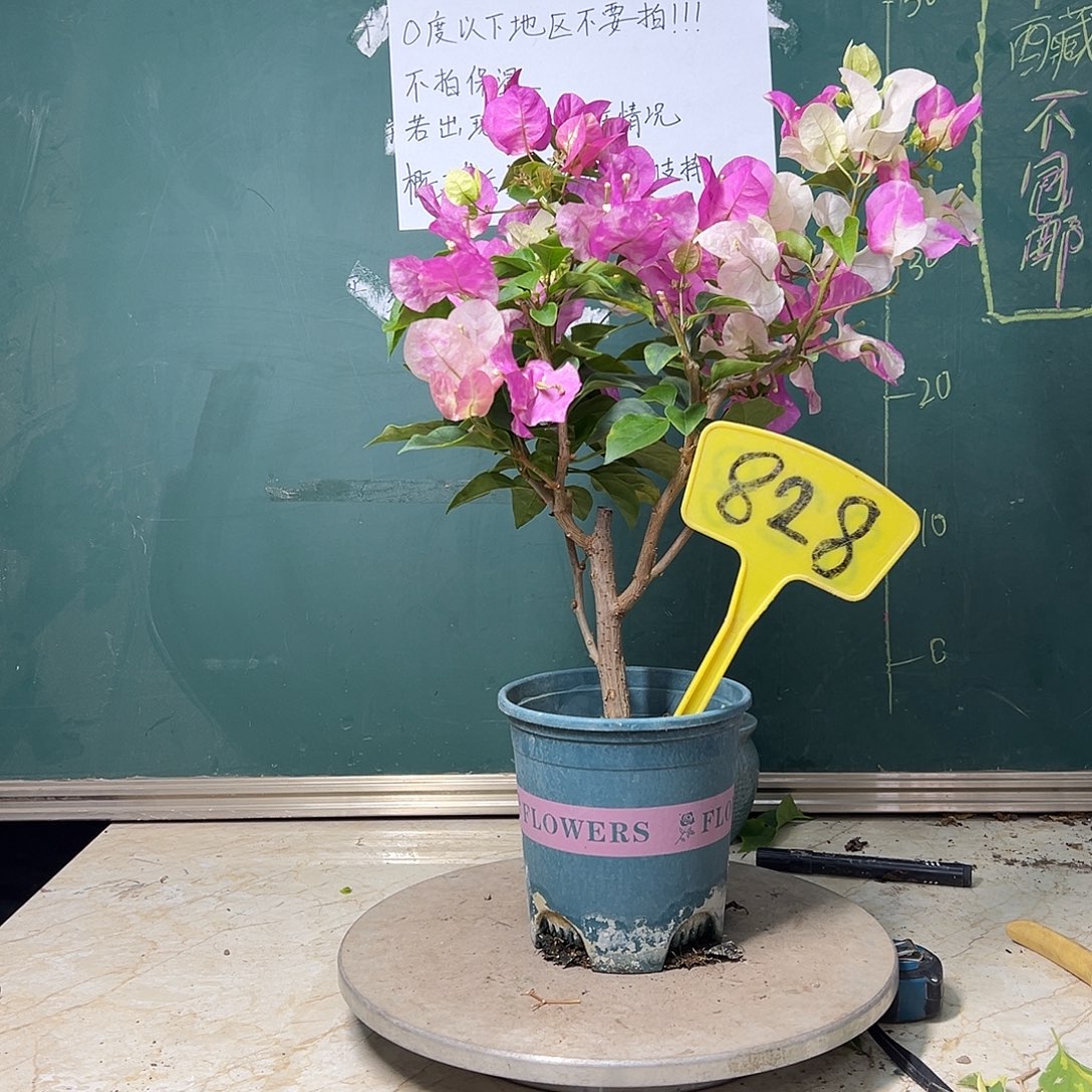 完全开放超级玛丽828