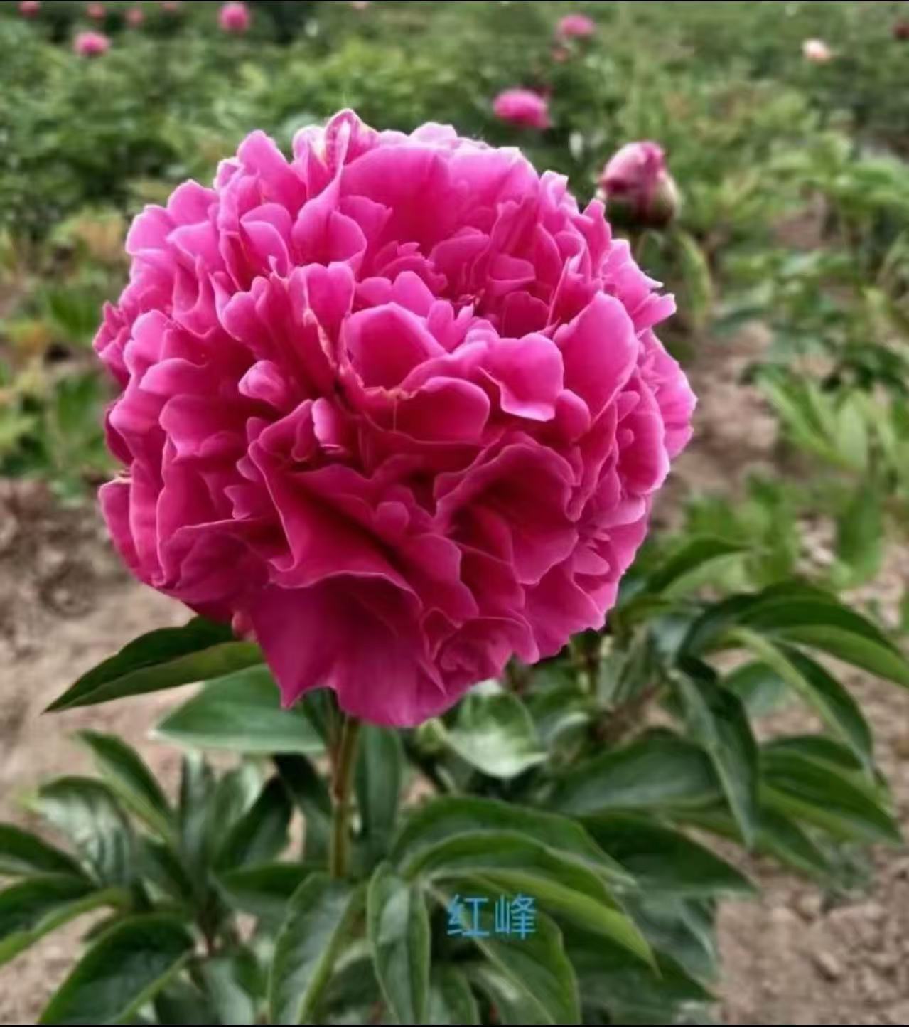 千层重瓣芍药花【红峰】红色系