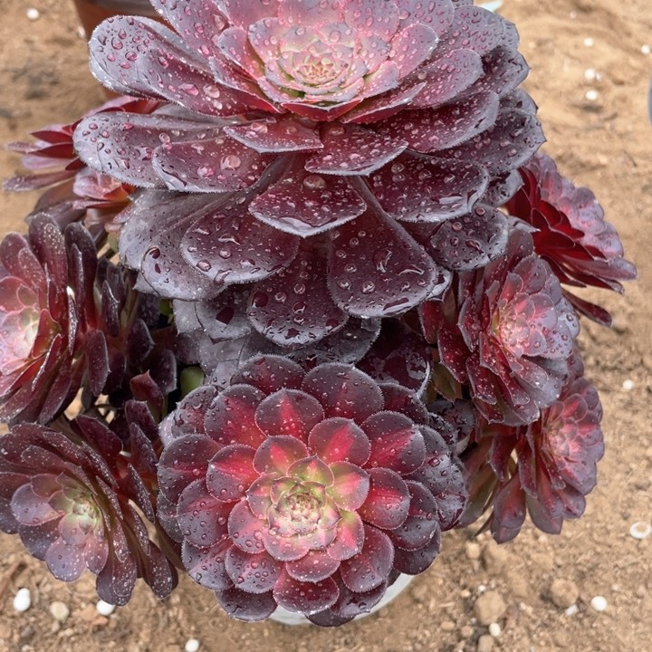 897多肉植物黑铜中斑