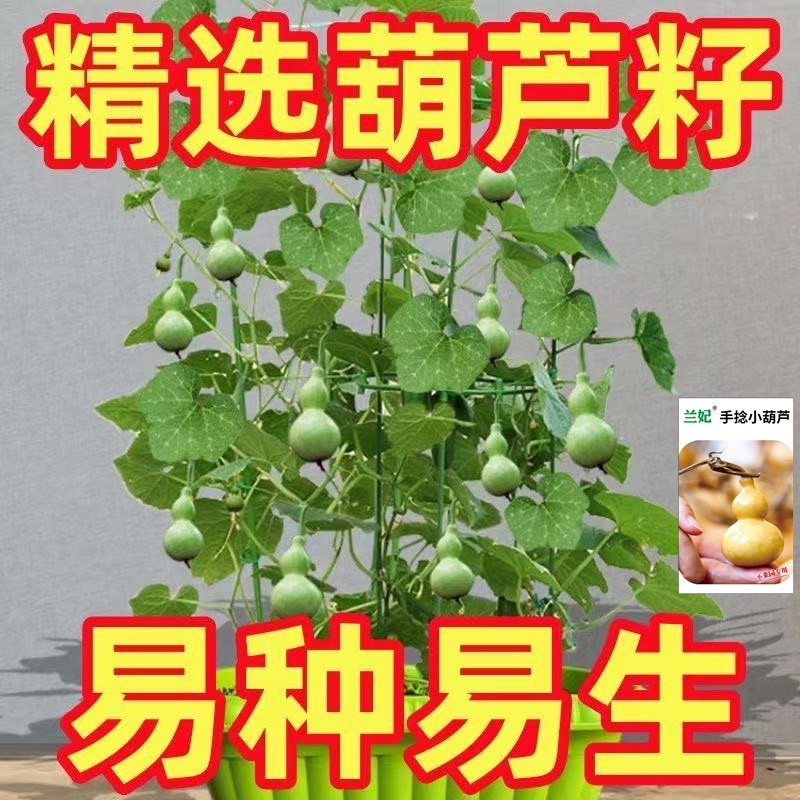 【手捻小葫芦种子】花卉盆栽易活四季播种阳台手捻小葫芦文玩观赏