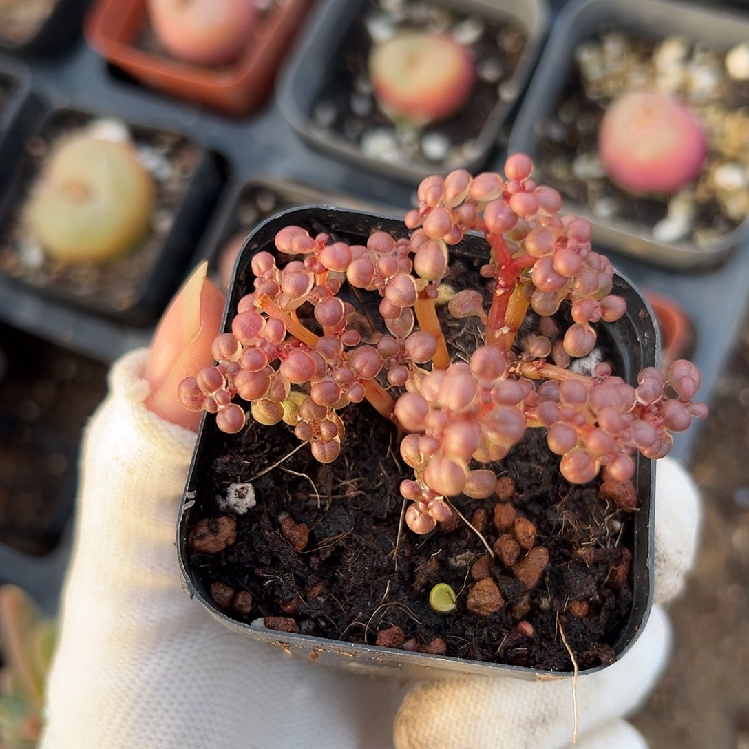 娜呃呃呃呃呃呃哦哦哦哦