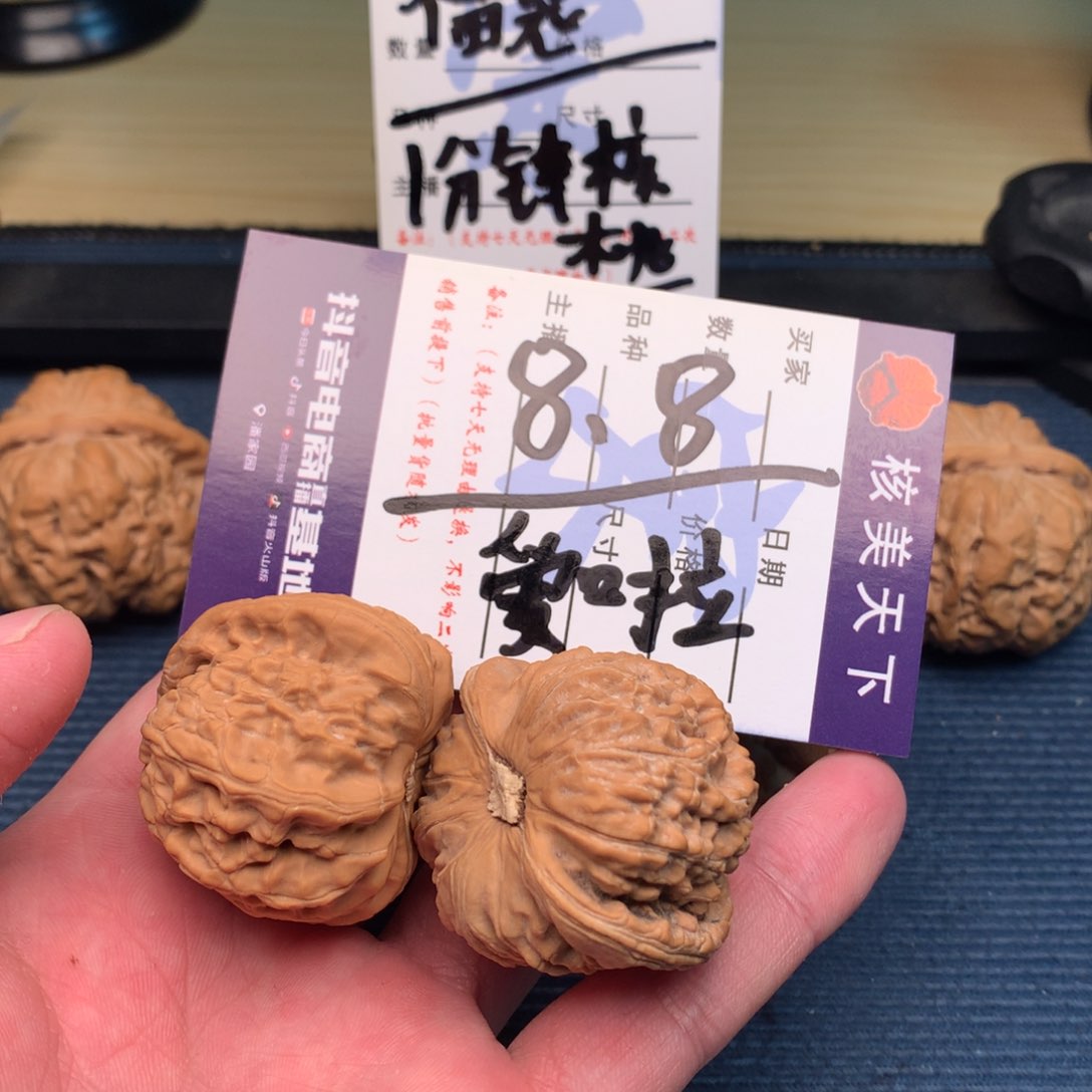 爱*啦白狮子6568989696998