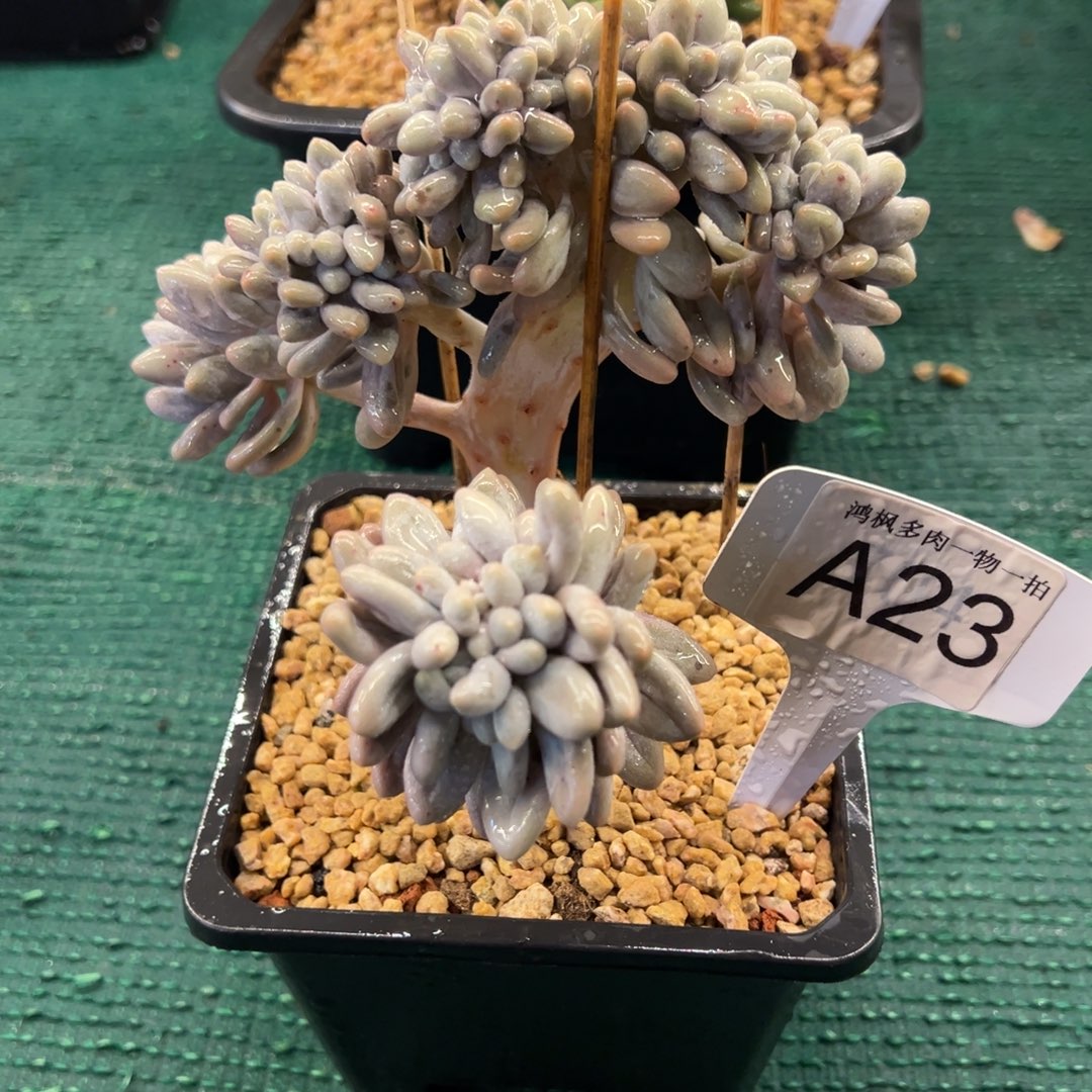 汤圆缀，，，，，，，，，，，，，