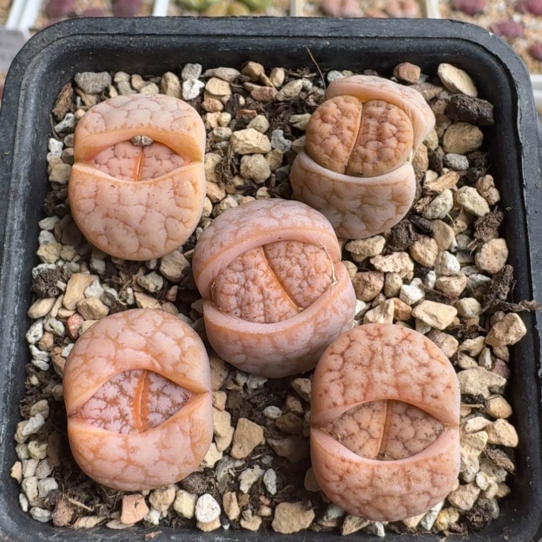 G038拿铁化美荒混合三年