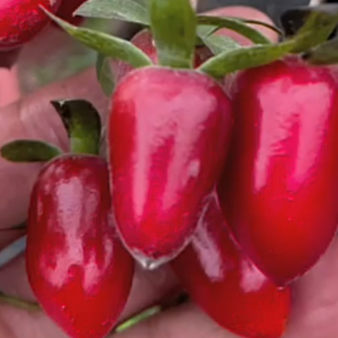 老鸦柿苗南方北方均可种植当品种苗