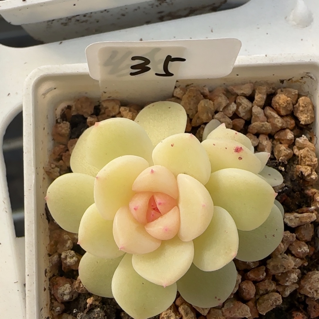 35开播福利甜心纸鸢双头