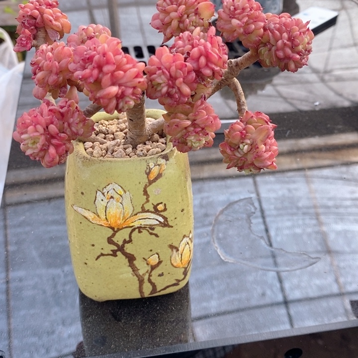 辣牡丹h h j p 11222