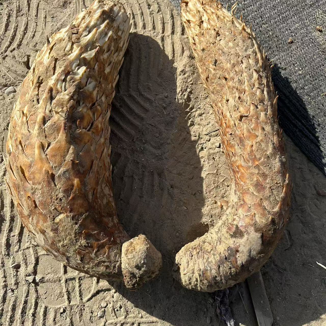 新疆沙漠人工种植肉枞榕整根干货