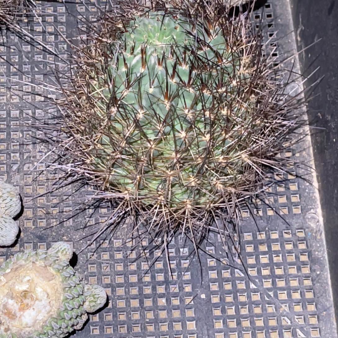 花***夕橙花 黑喉 嫁接 无木心 无根