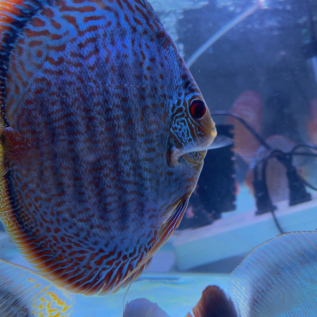 神仙鱼风****9蓝蝎子