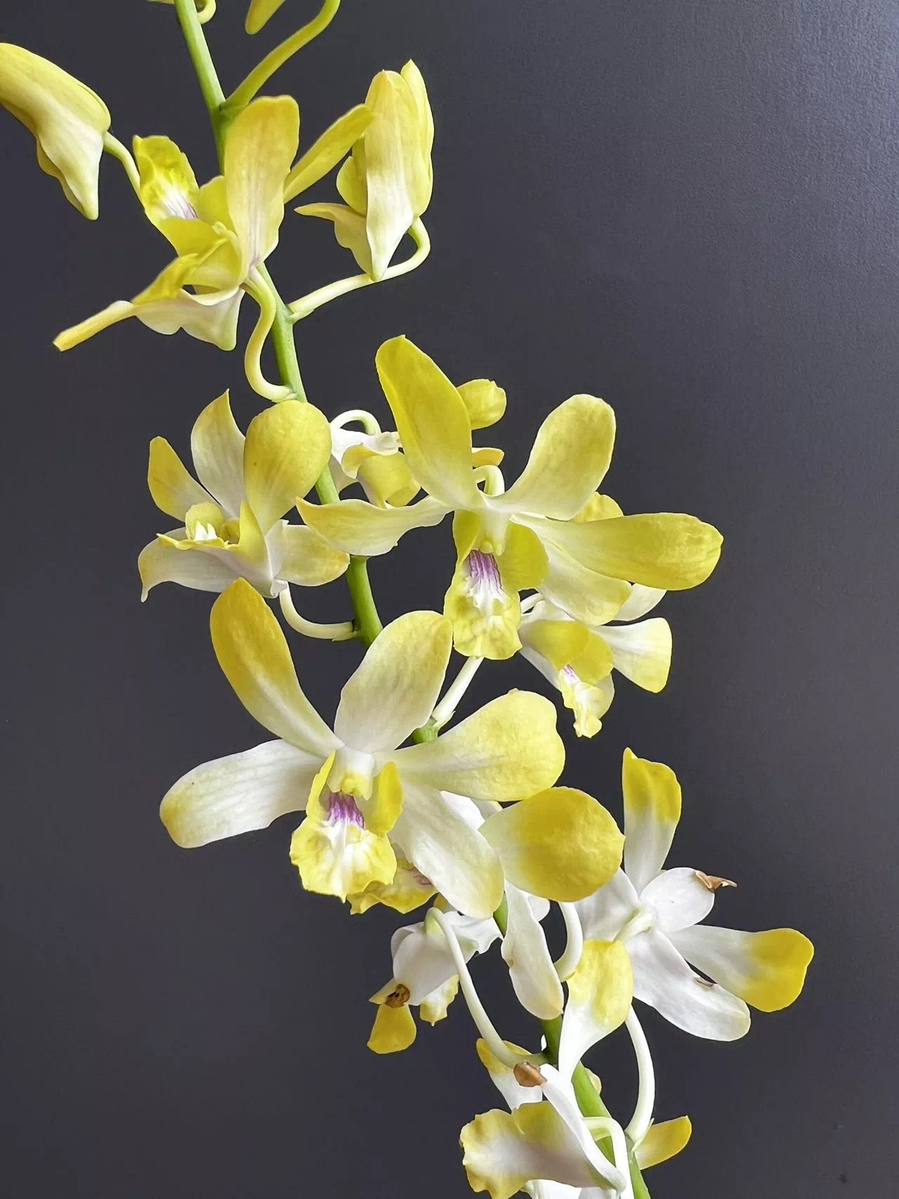 金色年华秋石斛盆栽（5度以下拍保温）石斛花好养庭院多年生石斛兰