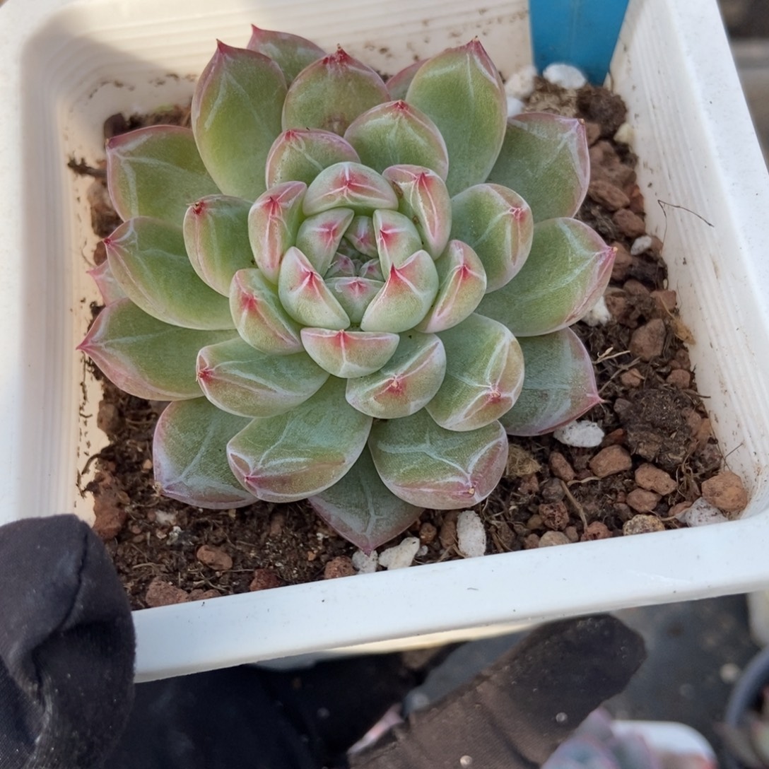 13雪花珍妮多肉植物