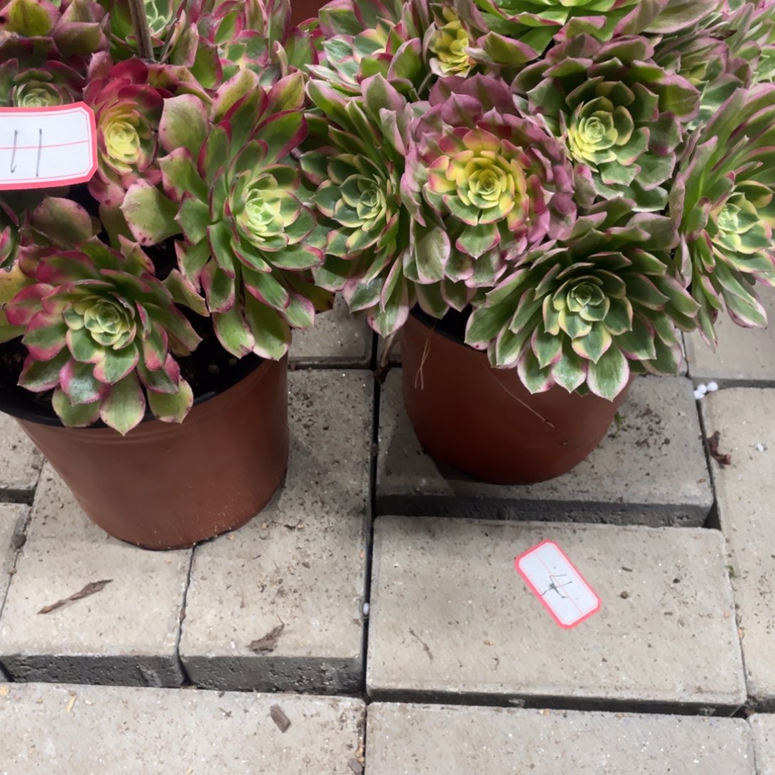 法师多肉植物等多