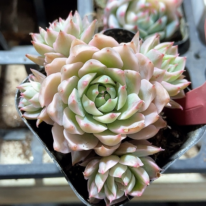 多肉植物玛格丽特锦672