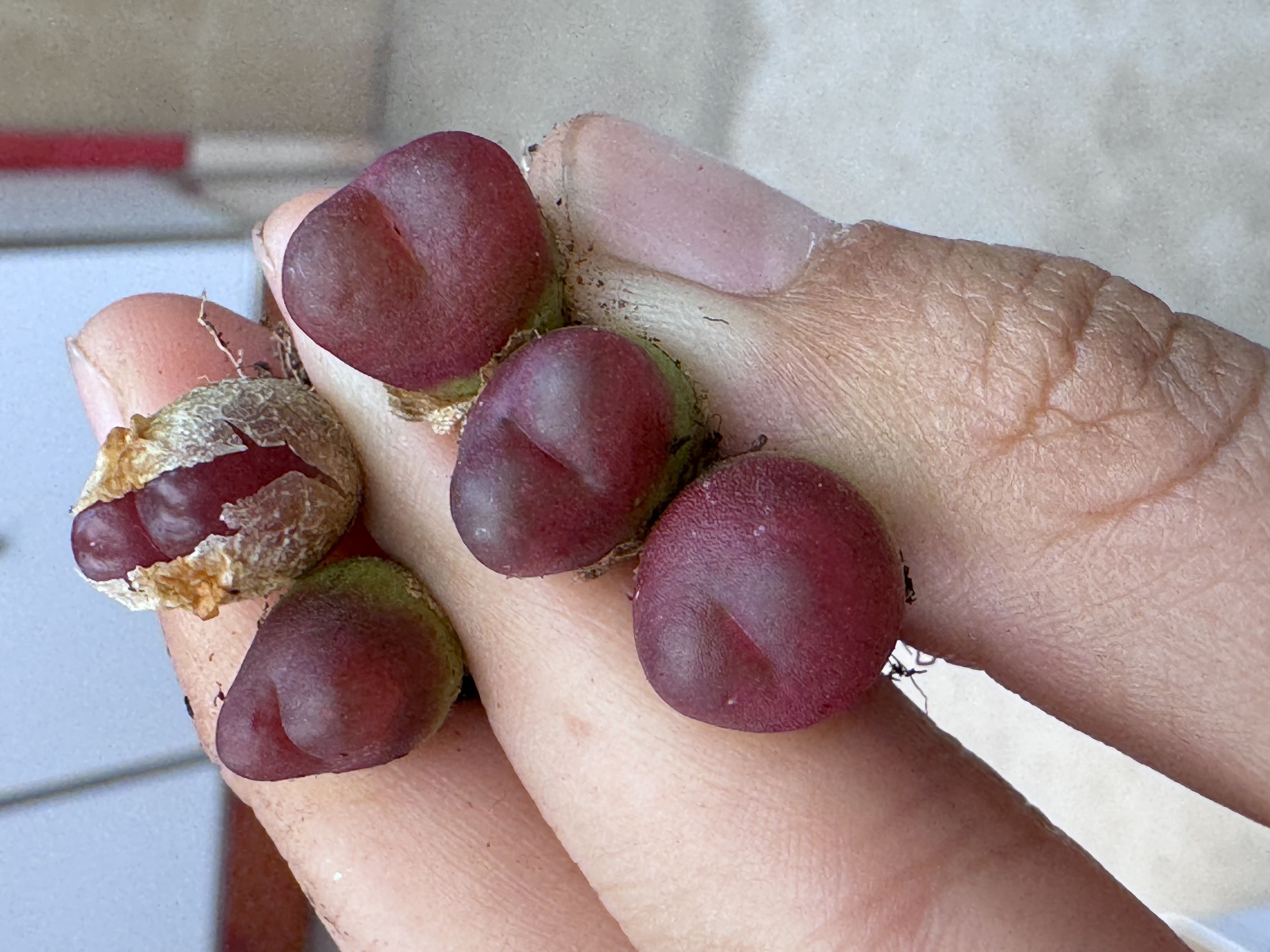 263疯狂的多肉石头吕氏擎天sp一颗