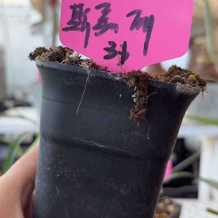 无花朵斯嘉丽朱顶红直径3cm